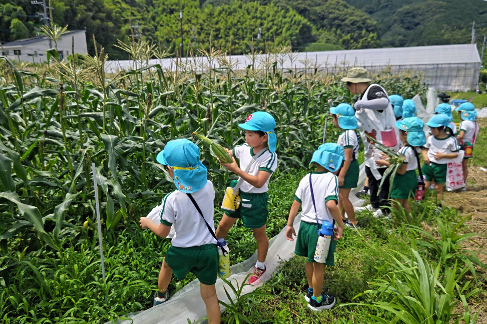 まつはる農園の松岡君の畑で枝豆とトウモロコシを収穫させてもらいました✨🌽