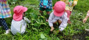まつはる農園の松岡君の畑で枝豆とトウモロコシを収穫させてもらいました✨🌽
