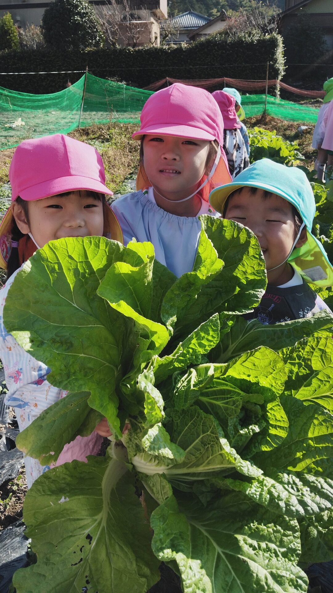苗から育てた、白菜やキャベツ、大根が大きくなったので、まつはる農園の松岡くんと一緒に収穫してきました✨️